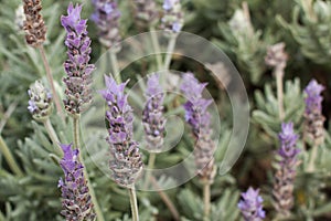 Lavendula dentata or French lavender in bloom photo