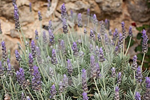 Lavendula dentata or French lavender blooming