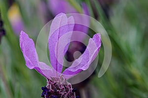 Lavendula Stoeches Petals photo