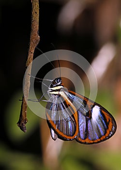 Lavinia Clearwing Butterfly