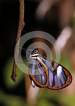 Lavinia Clearwing Butterfly photo