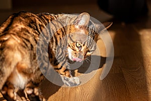 A lavish Bengal cat licks its paw gracefully, basking in the warm sunlight on polished wood, a picture of feline luxury