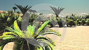 Lavish spectacular plant life on desert later in the day, 3d rendering