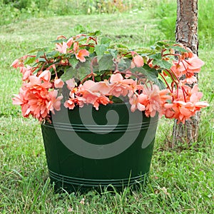 Lavishly flowering coral color begonia