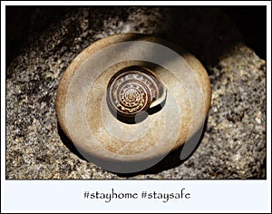 A law-abiding snail in quarantine -  stayhome  staysafe photo