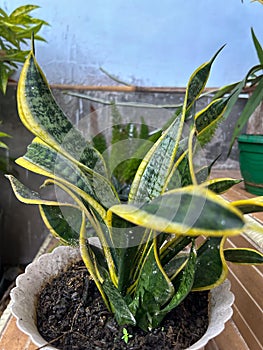 In-law's tongue or sansivera ornamental plant with a curved green pattern and yellow edges in a white pot