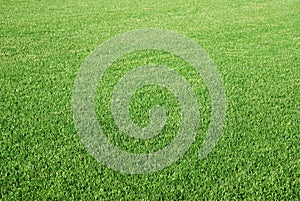 Lawn