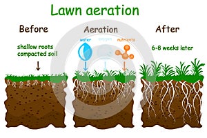 Lawn aeration stage illustration. Before and after aeration.