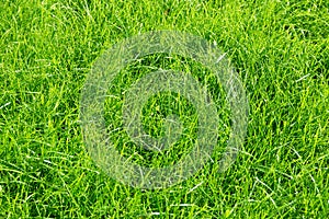 Lawn background. fresh green grass in garden. vividly bright green carpet outdoor. decorative plant