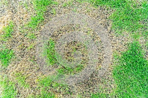 Lawn in bad condition and need maintaining, Pests and disease cause amount of damage to green lawns, lawn in bad condition and nee