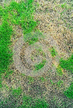 Lawn in bad condition and need maintaining, Pests and disease cause amount of damage to green lawns, lawn in bad condition and nee