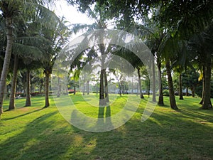 The lawn beneath the palm trees