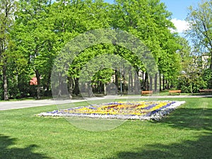 Lawn with blooming pansies of many colors