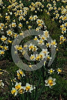 Lawn with blossoming cultivated Wild Daffodil flowers, also called Narcissus Pseudonarcissus