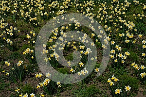 Lawn with blossoming cultivated Wild Daffodil flowers, also called Narcissus Pseudonarcissus