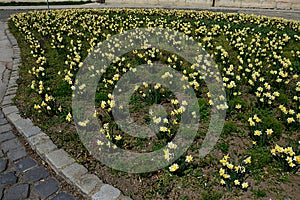 Lawn with blossoming cultivated Wild Daffodil flowers, also called Narcissus Pseudonarcissus