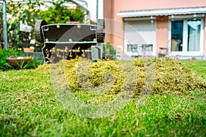 Prato cura puntuale erba aerazione un prato giardino 