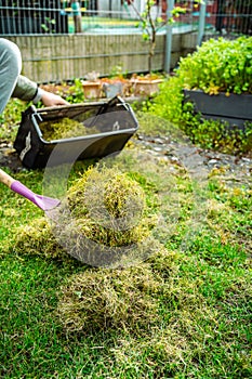 Lawn care - verticut, thatch the grass, aerating and scarifying the lawn in the garden