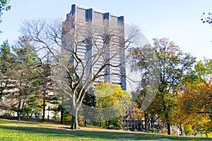 Lawn in Central Park by the Upper East Side in 100th street