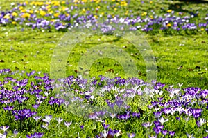 Lawn with colorful Crocus bloom spring season nature