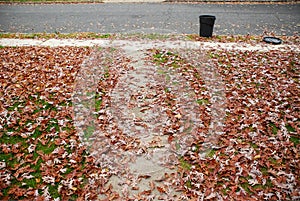 Lawn Covered Autumn Leaves