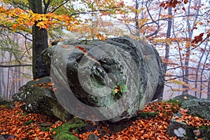 From the lawn covered with orange leaves is located beautiful old stone. Mystical foggy forest of the beech tree. Autumn landscape