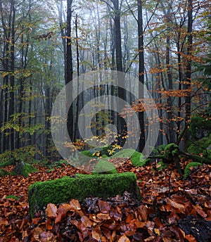 From the lawn covered with orange leaves is located beautiful old stone. Mystical foggy forest of the beech tree. Autumn landscape