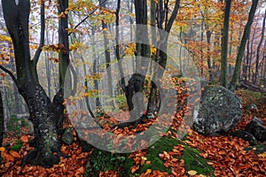 From the lawn covered with orange leaves is located beautiful old stone. Mystical foggy forest of the beech tree. Autumn landscape