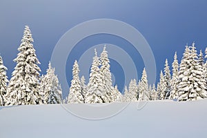 On the lawn covered with snow the nice trees are standing poured with snowflakes in frosty winter day. Christmas forest