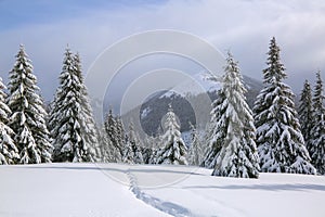 On the lawn covered with snow there is a trodden path leading to the high mountains with snow white peaks, trees in the snowdrifts