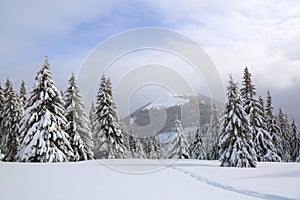 On the lawn covered with snow there is a trodden path leading to the high mountains with snow white peaks, trees in the snowdrifts