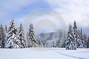 On the lawn covered with snow there is a trodden path leading to the high mountains with snow white peaks, trees in the snowdrifts