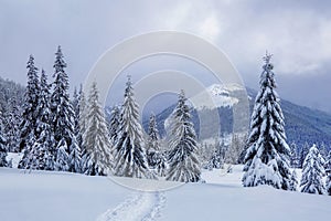 On the lawn covered with snow there is a trodden path leading to the high mountains with snow white peaks, trees in the snowdrifts