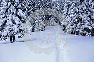 On the lawn covered with white snow there is a trampled path that lead to the dense forest.