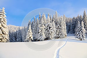 On the lawn covered with white snow there is a trampled path that lead to the dense forest.
