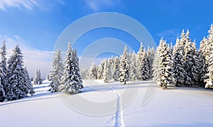 On the lawn covered with white snow there is a trampled path that lead to the dense forest.