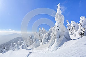 On the lawn covered with white snow there is a trampled path that lead to the dense forest in nice winter day.