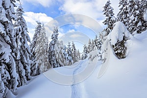 On the lawn covered with white snow there is a trampled path that lead to the dense forest in nice winter day.