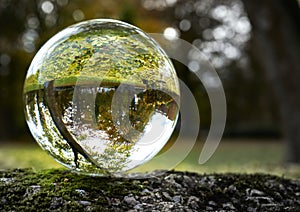 Lawn covered with yellow autumn leaves and a bare tree at the edge in the abstract misrepresentation of a glass ball on a stone photo