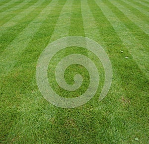 Lawn cut with stripes photo