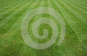 Lawn cut with stripes with green