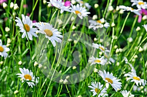 Lawn with daisies