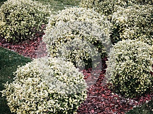 A lawn of decorative red slivers with round shrubs of white turf splintering on it