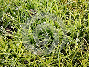 Lawn dew drops