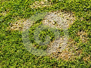 Lawn disease called Microdochium nivale or fusarium patch sod