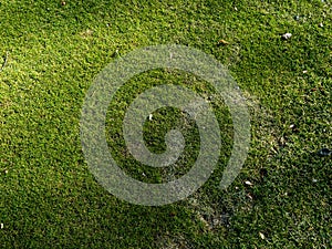 Lawn disease on golf course caused by fungus fusarium blight
