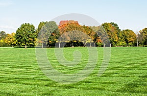 Lawn with Fall Trees