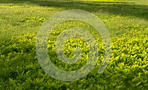 Lawn with ferns growing through in the morning light.