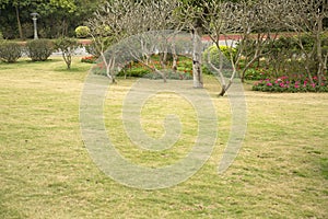 Lawn, flower bed and plants in Qingxiu mountain Nanning