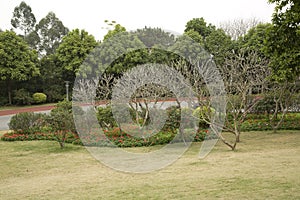 Lawn, flower bed and plants in Qingxiu mountain Nanning